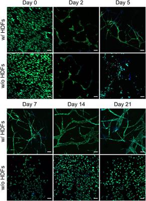 3D-Cultured Vascular-Like Networks Enable Validation of Vascular Disruption Properties of Drugs In Vitro